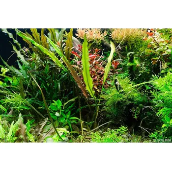 Dekorace do akvária Cryptocoryne albida (Košíčková Ø 5,5 cm)