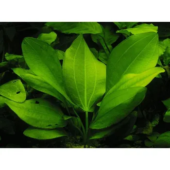 Akvaristika Echinodorus cordifolius (Košíčková Ø 5,5 cm)