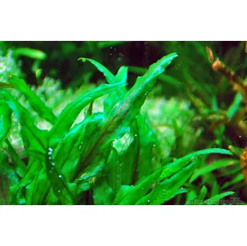Akvaristika Cryptocoryne wendtii green (Košíčková Ø 5,5 cm)