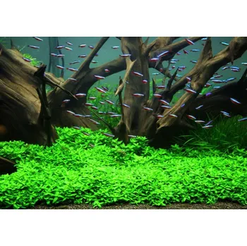 Dekorace do akvária Staurogyne repens (IN-VITRO kelímek Ø 7 cm)