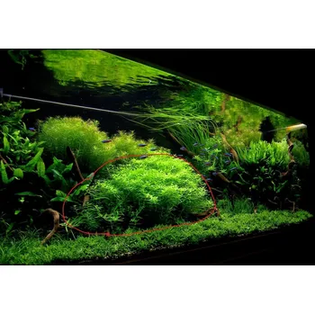 Akvaristika Rotala sp. Green (IN-VITRO kelímek Ø 7 cm)