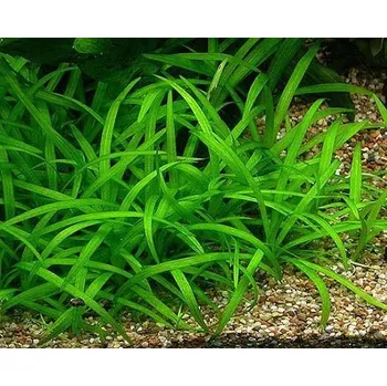 Akvaristika Sagittaria subulata (IN-VITRO kelímek Ø 7 cm)
