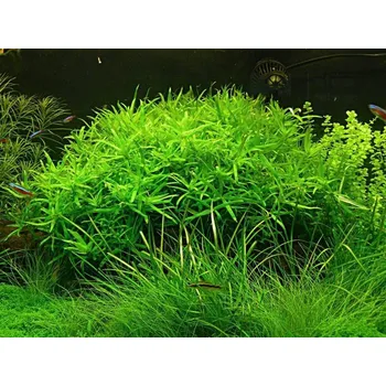 Akvaristika Heteranthera zosterifolia (IN-VITRO Ø 7 cm)
