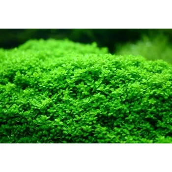 Akvaristika Hemianthus callitrichoides (Košíčková Ø 5,5 cm)