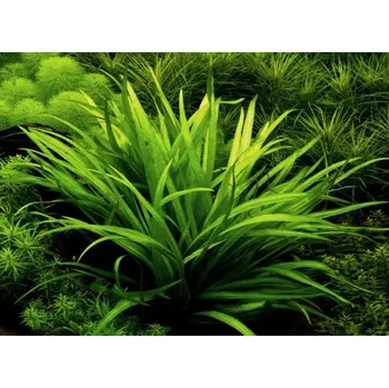 Akvaristika Echinodorus quadricostatus/magdalensis (Košíčková Ø 5,5 cm)