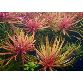 Akvaristika Ludwigia var. Cuba (Košíčková tuzemsko Ø 4,5 cm)
