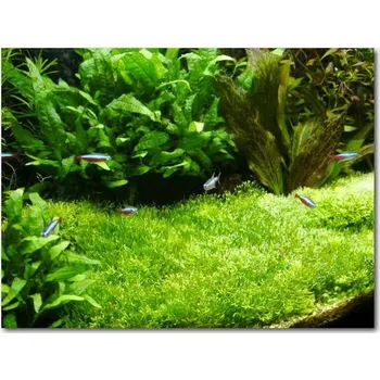 Dekorace do akvária Riccia fluitans (IN-VITRO kelímek Ø 7 cm)