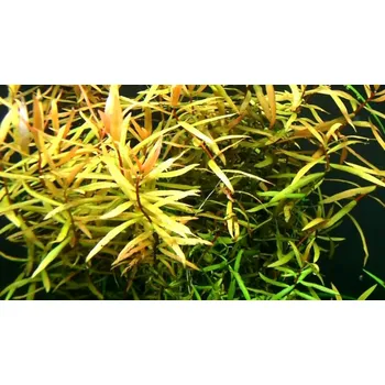 Akvaristika Ammania gracilis green (Košíčková Ø 5,5 cm)