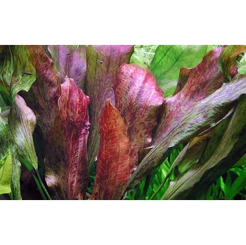 Akvaristika Echinodorus "Red Flame" (Košíčková Ø 5,5 cm)