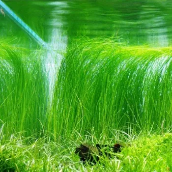 Akvaristika Eleocharis vivipara (Košíčková tuzemsko Ø 4,5 cm)