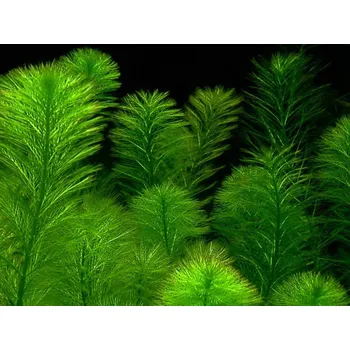 Akvaristika Myriophyllum 'Guyana' (IN-VITRO kelímek Ø 7 cm)