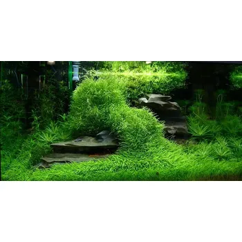 Dekorace do akvária Utricularia graminifolia (IN-VITRO Ø 7 cm)