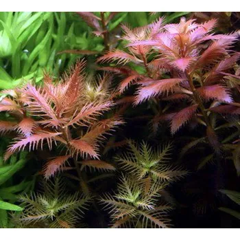 Akvaristika Proserpinaca palustris Cuba (Košíčková Ø 5,5 cm)