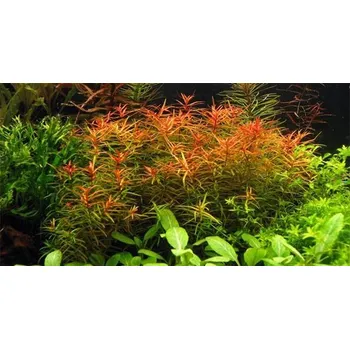 Akvaristika Didiplis diandra (Košíčková Ø 5,5 cm)