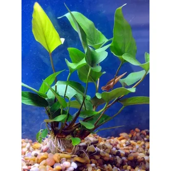Akvaristika Anubias hastifolia (Košíčková Ø 5,5 cm)