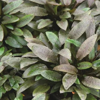 Dekorace do akvária Cryptocoryne wendtii Kompakt (IN-VITRO Ø 7 cm)