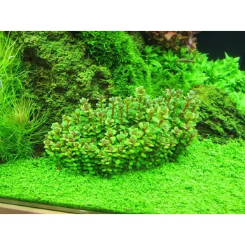 Akvaristika Ammania sp. Bonsai (Košíčková Ø 5,5 cm)