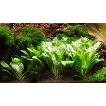 Akvaristika Samolus valerandi (Košíčková Ø 5,5 cm)