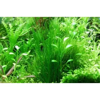 Akvaristika Eleocharis acicularis (IN-VITRO Ø 7 cm)