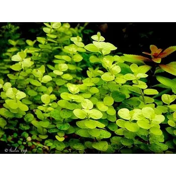 Dekorace do akvária Lysimachia nummularia / aquatica (IN-VITRO kelímek Ø 7 cm)