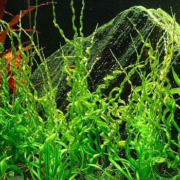 Akvaristika Echinodorus vesuvis (Košíčková Ø 5,5 cm)