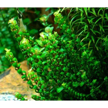 Akvaristika Rotala sp. Pearl (Rotala sp. Pearl) (IN-VITRO Ø 7 cm)