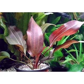 Akvaristika Echinodorus Regine Hildebrandt (Košíčková tuzemsko Ø 4,5 cm)