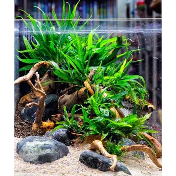 Akvaristika Microsorum mini (Košíčková Ø 5,5 cm)