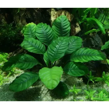 Akvaristika Anubias (Coffeifolia) (Košíčková Ø 5,5 cm)