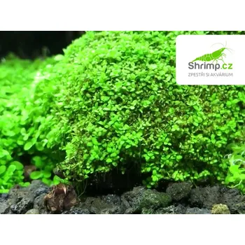 Akvarijní rostlina Micranthemum Monte Carlo - košík