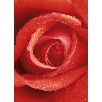 Fototapeta Fototapety na zeď Rose F368