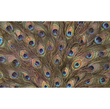 Fototapeta Fototapeta Paví peří vlies 152,5 x 104 cm