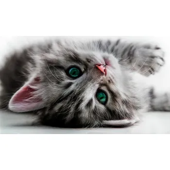 Fototapeta Fototapeta Kočka papír 368 x 254 cm