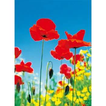 Fototapeta Fototapety na zeď Poppy Field F371