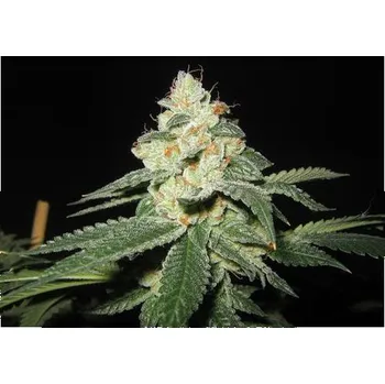 Semeno Czech Seed Bank White Shark Auto Feminizované 1 ks