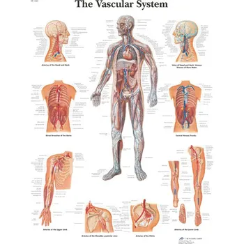 Kancelářský nábytek Výuková anatomie - vasculární systém provedení: papír