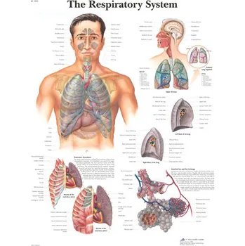 Kancelářský nábytek Výuková anatomie - dýchací systém provedení: papír