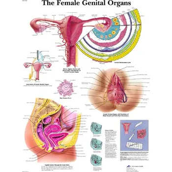 Výuková anatomie - ženské orgány provedení: lamino