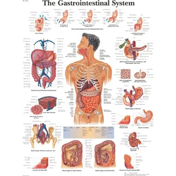 Kancelářský nábytek Výuková anatomie - trávící ústrojí provedení: lamino