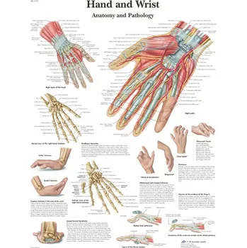 Kancelářský nábytek Výuková anatomie - ruka provedení: lamino