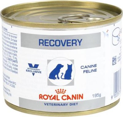 kitten recovery food