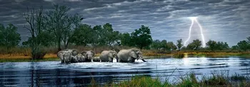 Puzzle Heye Puzzle Panoramatické Sloní stádo Botswana 2000 dílků