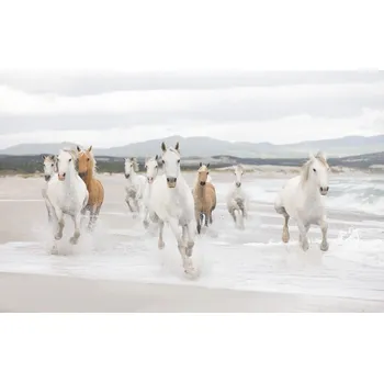 Fototapeta Fototapeta Divocí bílí koně White Horses 8-986 / Obrazové tapety a fototapety na zeď Komar (368 x 254 cm)