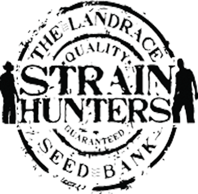 Strain Hunters Seeds Afgooey (Feminizovaná semena Afgooey )