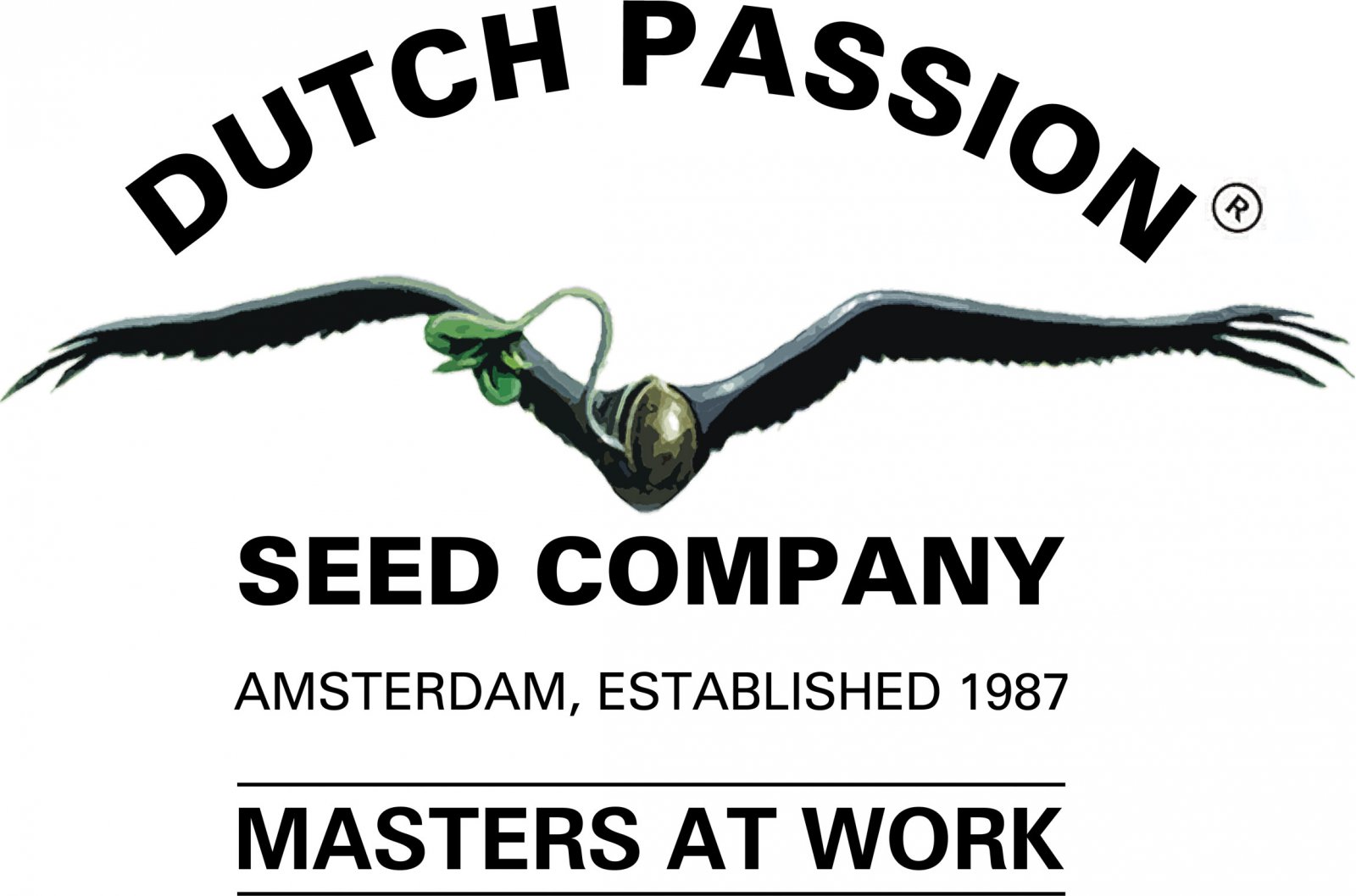 Dutch Passion Blue AutoMazar (Samonakvétací, feminizovaná semena Blue AutoMazar)