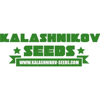 Semeno Kalashnikov Seeds Amnesia Molotov (Feminizovaná semena Amnesia Molotov)