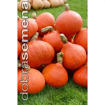 Semeno DOBRÁ SEMENA TYKEV VELKOPLODÁ - HUBBA BUBBA F1 7 s