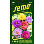 SEMO Šrucha velkokvětá Margarita mix 15…