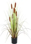 Euro Palms Typha angustifolia výška 120…