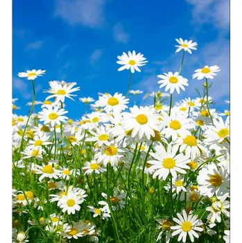 DIMEX MS-3-0187 225 x 250 cm, sedmikrásky